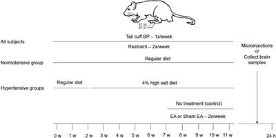 Adenosine A2A receptors in the rostral ventrolateral medulla participate in blood pressure decrease with electroacupuncture in hypertensive rats